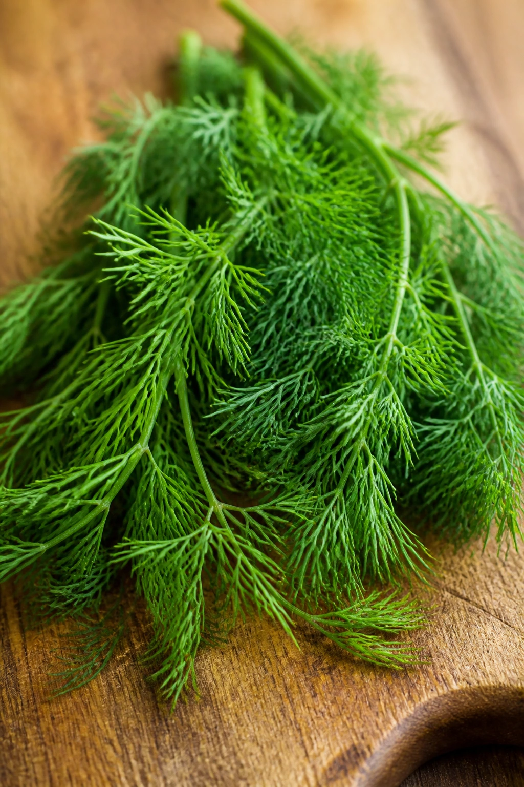 Close-up of fresh dill sprigs on a wooden board